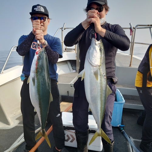 ブリの釣果