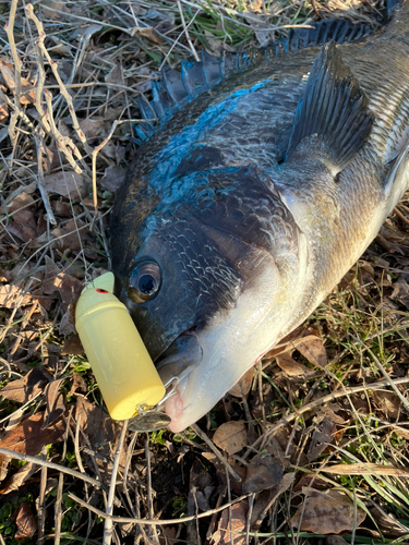 チヌの釣果