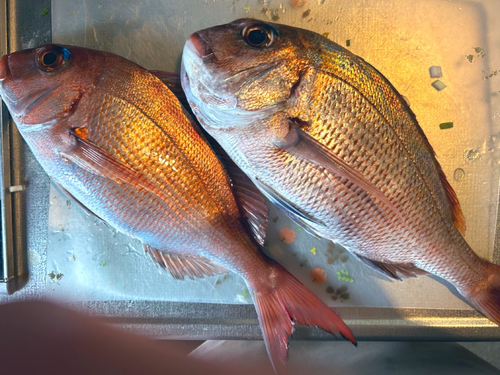 マダイの釣果