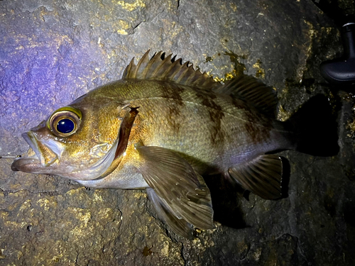 メバルの釣果