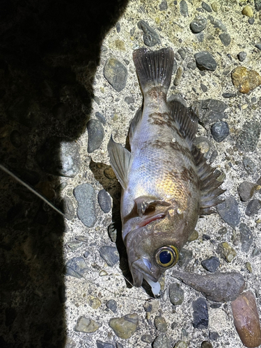 メバルの釣果