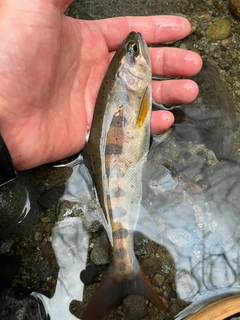 アマゴの釣果