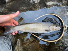 ニッコウイワナの釣果