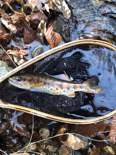 ヤマメの釣果