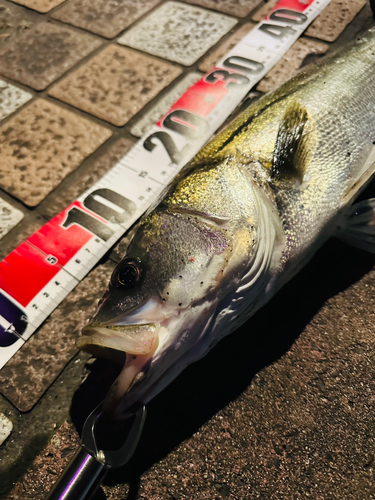 シーバスの釣果