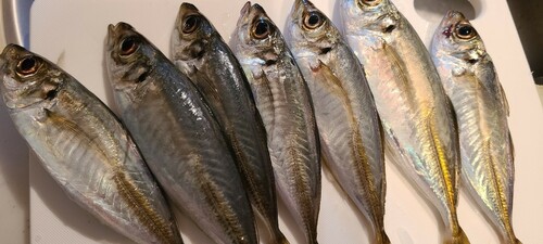 アジの釣果