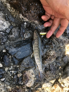 イワナの釣果