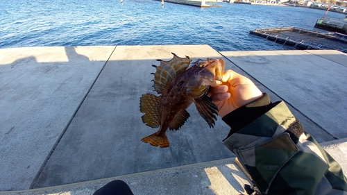 カジカの釣果