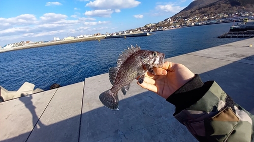 マゾイの釣果