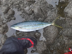 ツムブリの釣果