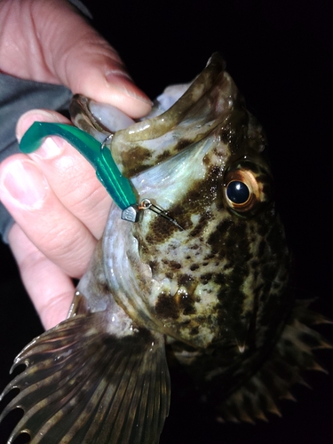 タケノコメバルの釣果