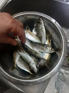 ヒラアジの釣果