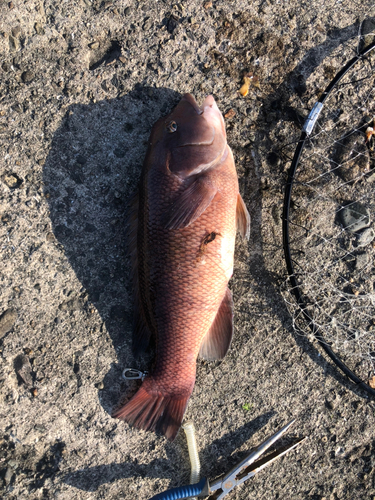 コブダイの釣果