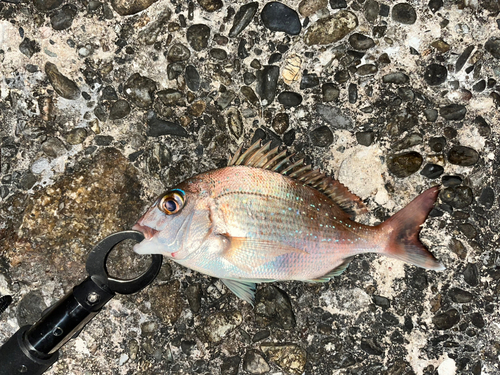 クロメバルの釣果