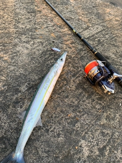 タイワンカマスの釣果