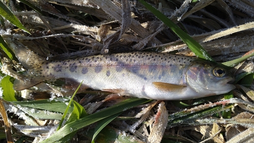 ニジマスの釣果