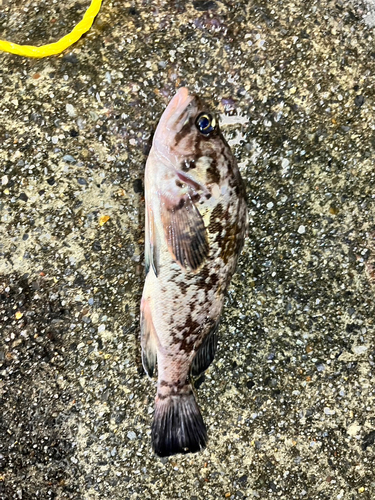 クロソイの釣果