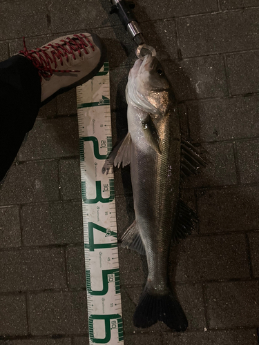 シーバスの釣果