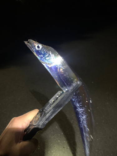 タチウオの釣果