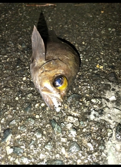 クロメバルの釣果