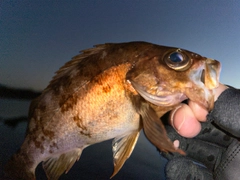 メバルの釣果