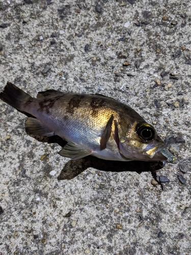 メバルの釣果