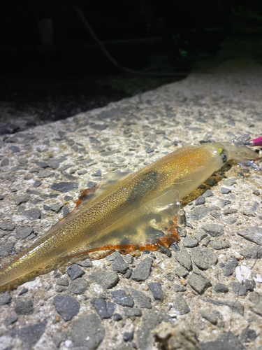 カジキの釣果