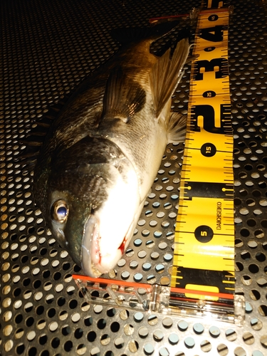 クロダイの釣果