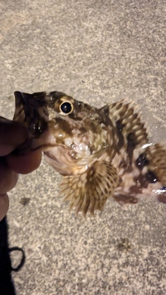 カサゴの釣果