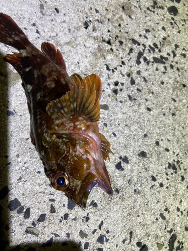 カサゴの釣果