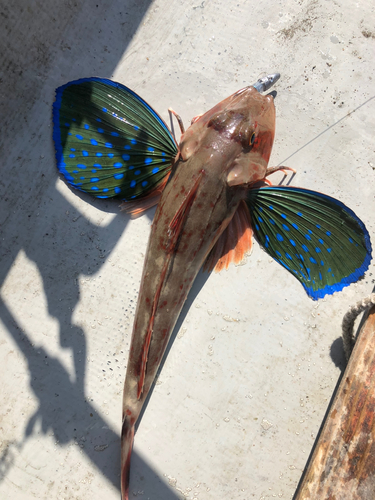 ホウボウの釣果