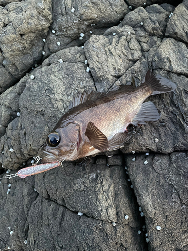 シロメバルの釣果