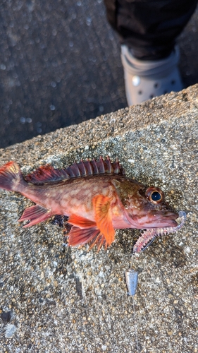 カサゴの釣果