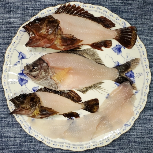 マタナゴの釣果