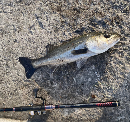 ハネ（マルスズキ）の釣果