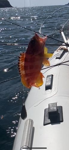 アカハタの釣果