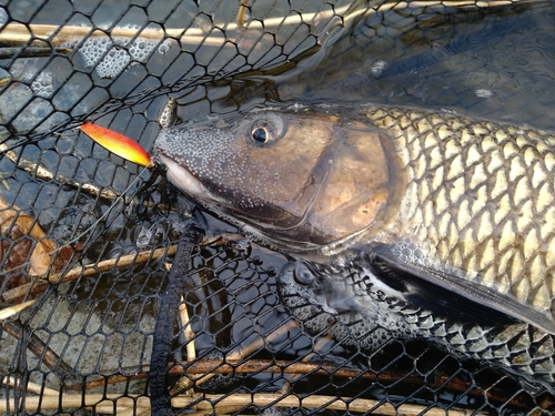 ニゴイの釣果