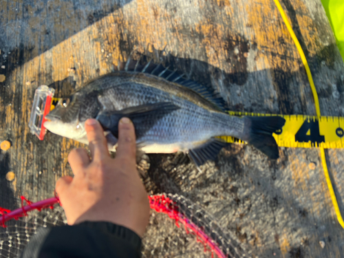 チヌの釣果