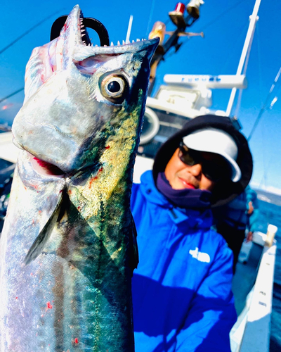 サゴシの釣果