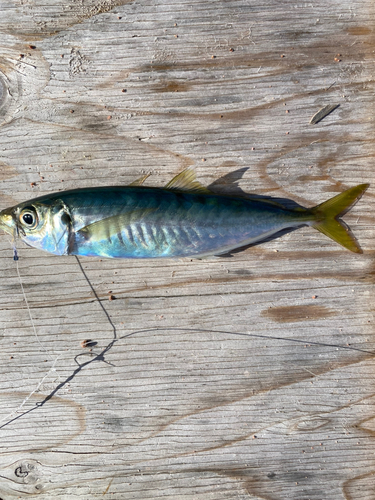 マルアジの釣果