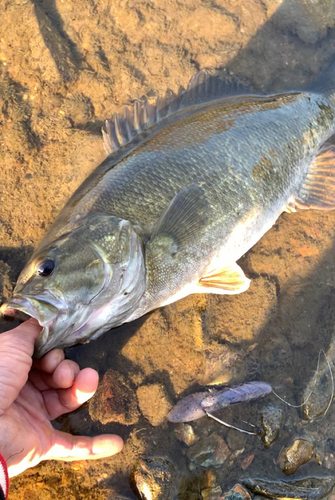 スモールマウスバスの釣果