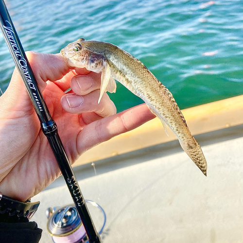 ハゼの釣果