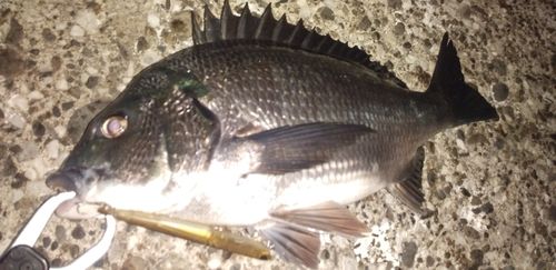 チヌの釣果