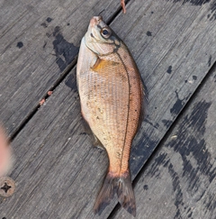 ウミタナゴの釣果