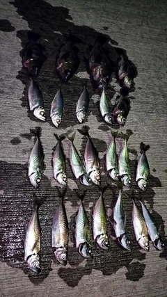 アジの釣果