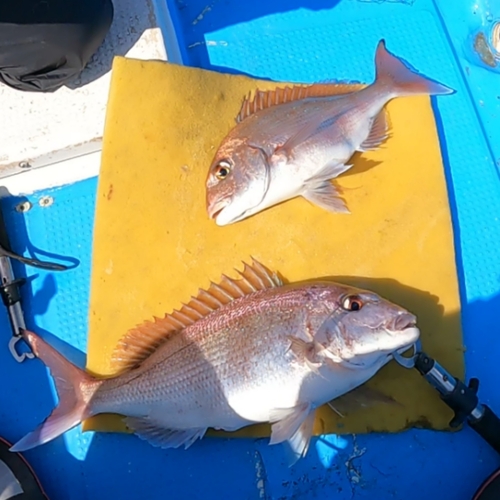 マダイの釣果