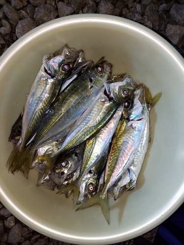 アジの釣果