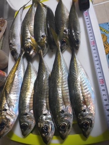 マアジの釣果