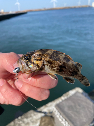 クロソイの釣果