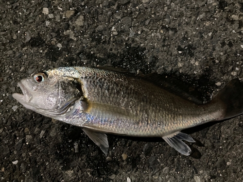 イシモチの釣果